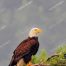Eagle, Bald Eagle, Big Canoe, Lake Petit, Epic Eagle Photograph