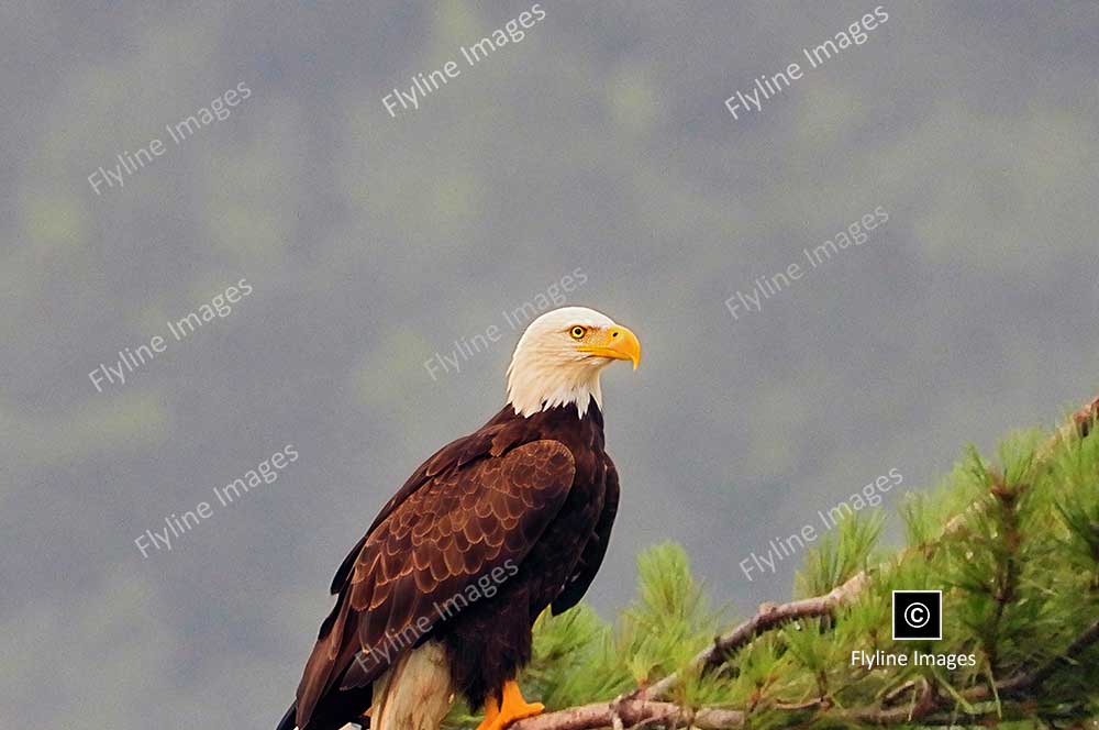 Eagle, Bald Eagle, Big Canoe, Lake Petit, Epic Eagle Photograph