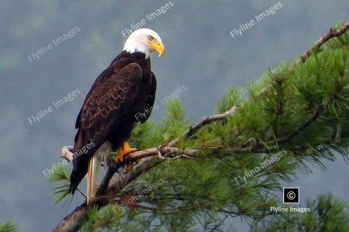 Eagle, Bald Eagle, Big Canoe, Lake Petit, Epic Eagle Photograph