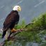 Eagle, Bald Eagle, Big Canoe, Lake Petit, Epic Eagle Photograph
