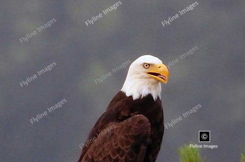Eagle, Bald Eagle, Big Canoe, Lake Petit, Epic Eagle Photograph