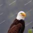 Eagle, Bald Eagle, Big Canoe, Lake Petit, Epic Eagle Photograph