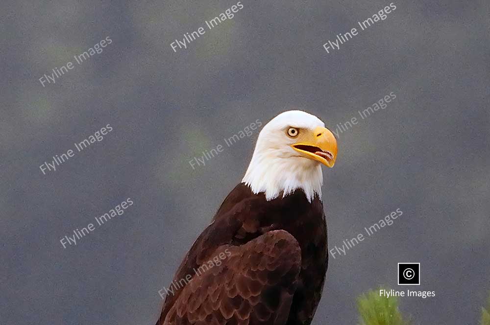 Eagle, Bald Eagle, Big Canoe, Lake Petit, Epic Eagle Photograph