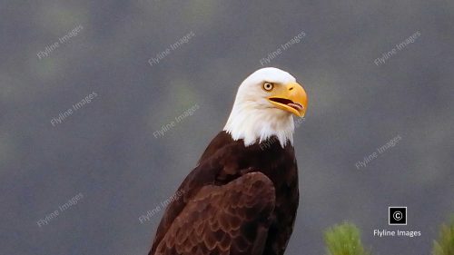Eagle, Bald Eagle, Big Canoe, Lake Petit, Epic Eagle Photograph