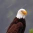 Eagle, Bald Eagle, Big Canoe, Lake Petit, Epic Eagle Photograph