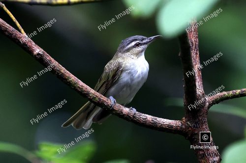 The Northern Red-Eyed Vireo