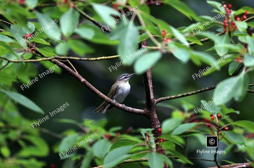 Northern Red-Eyed Vireo