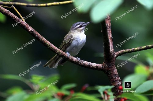 Northern Red-Eyed Vireo