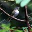 Northern Red-Eyed Vireo