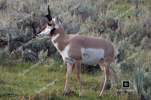 Antelope, Lamar Valley, Yellowstone National Park