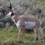 Antelope, Lamar Valley, Yellowstone National Park