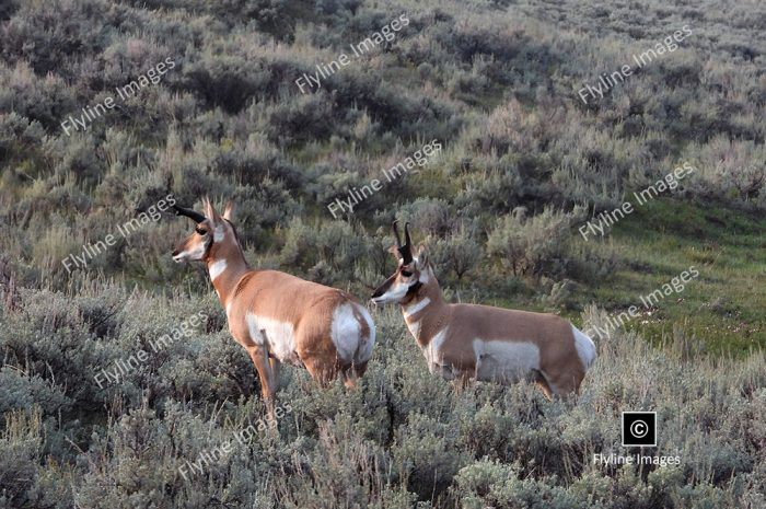 Antelope, Lamar Valley