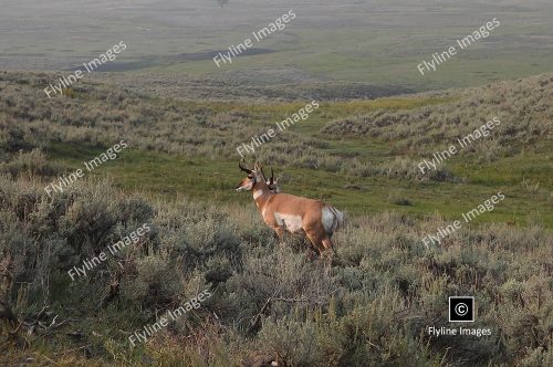 Antelope, Lamar Valley