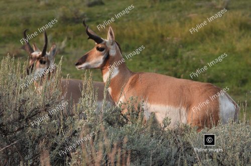 Antelope, Yellowstone, Lamar Valley