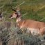 Antelope, Yellowstone, Lamar Valley