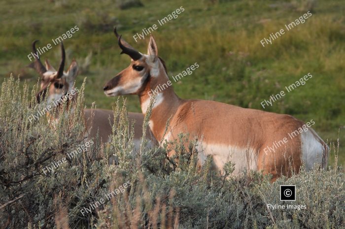 Antelope, Yellowstone, Lamar Valley