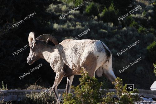 Bighorn Ram, Bighorn Sheep, Yellowstone National Park