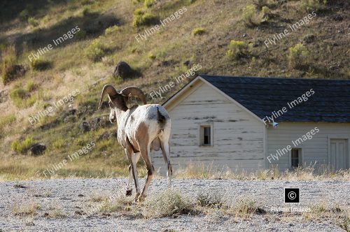 Bighorn Ram, Bighorn Sheep, Yellowstone National Park