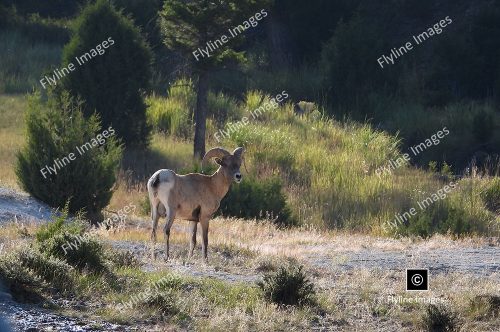 Bighorn Ram, Bighorn Sheep, Yellowstone National Park