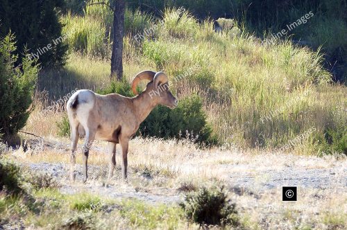 Bighorn Ram, Bighorn Sheep, Yellowstone National Park