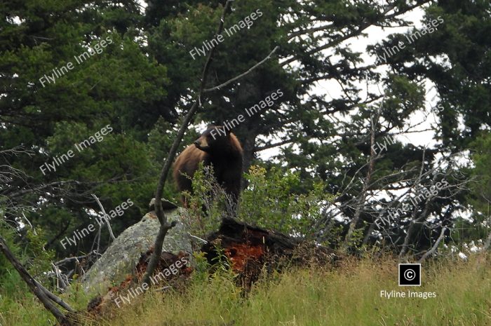 Black Bear, Near Slough Creek