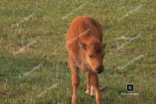 Elk Calf, Yellowstone National Park