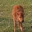 Elk Calf, Yellowstone National Park