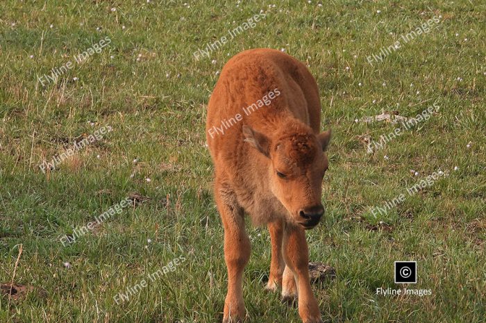 Elk Calf, Yellowstone National Park