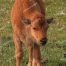 Elk Calf, Yellowstone National Park