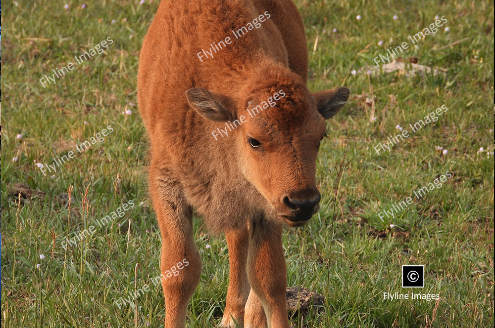 Elk Calf, Yellowstone National Park