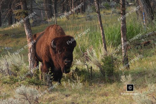 Bull Buffalo, Yellowstone National Park