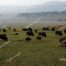 Buffalo, Yellowstone National Park, Slough Creek