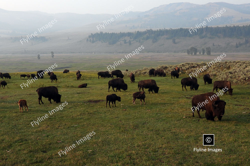 Buffalo, Yellowstone National Park, Slough Creek