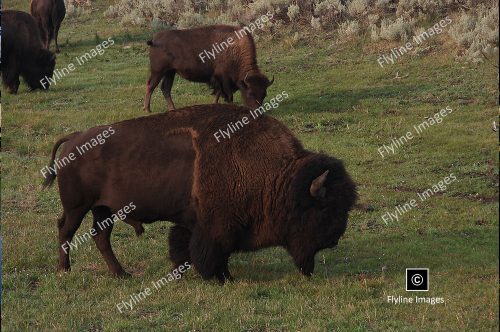 Buffalo, Yellowstone National Park