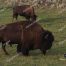 Buffalo, Yellowstone National Park