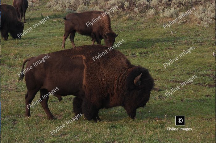 Buffalo, Yellowstone National Park