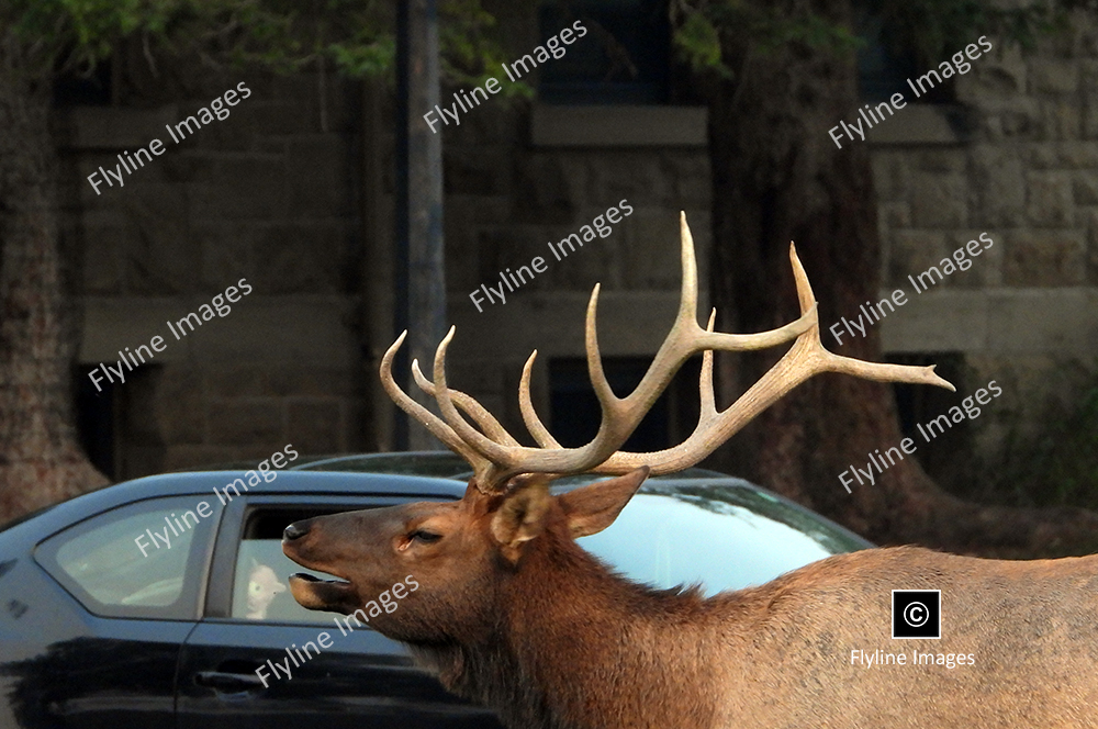 Bull Elk, Yellowstone National Park, Mammoth Hot Springs