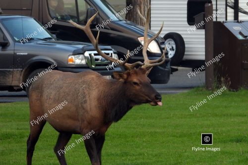 Bull Elk, Yellowstone National Park, Mammoth Hot Springs