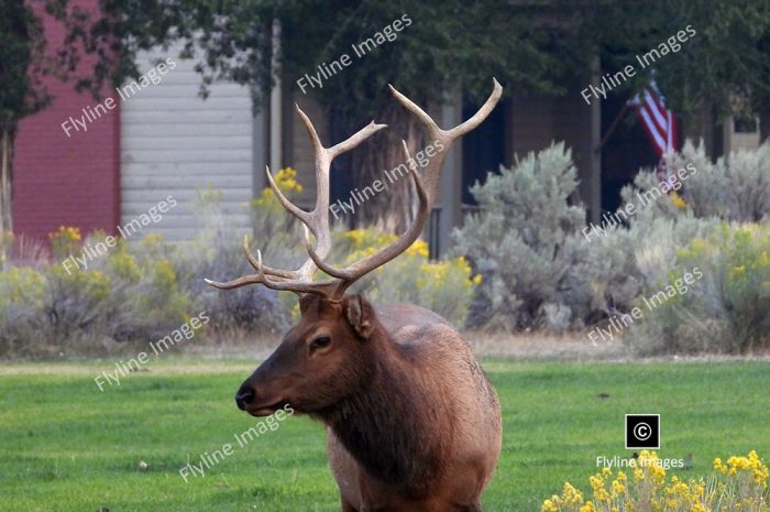 Bull Elk, Yellowstone National Park, Mammoth Hot Springs