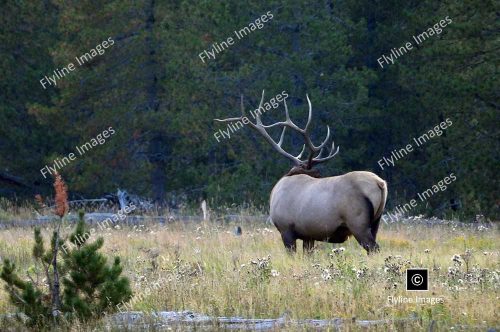 Bull Elk