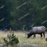 Bull Elk