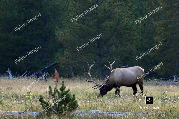 Bull Elk