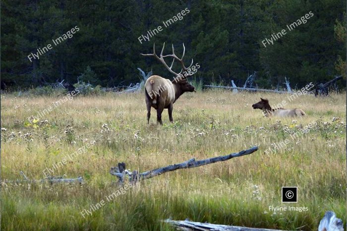 Bull Elk