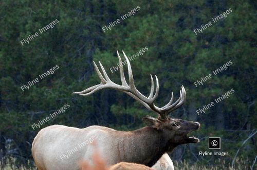 Bull Elk