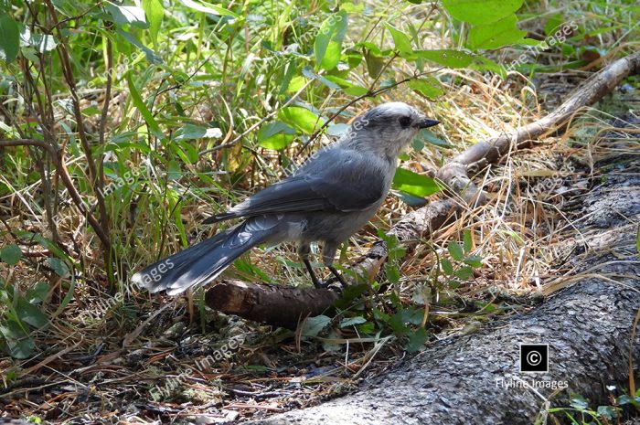 Canadian Jay Bird