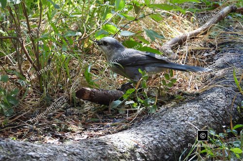 Canadian Jay Bird