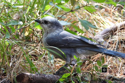 Canadian Jay Bird