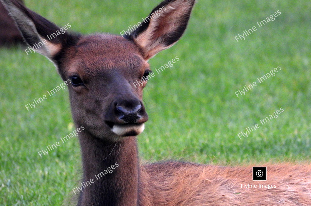 Elk Calf, Yellowstone National Park