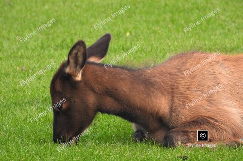 Elk Calf, Yellowstone National Park