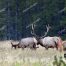 Elk, Yellowstone National Park